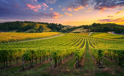 Beautiful Vineyard at Sunrise Barossa
