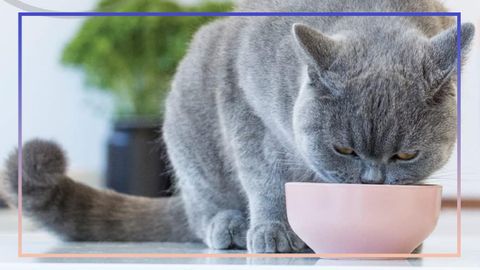 9PR: The best cat foods to satisfy even the pickiest and most demanding cats