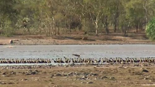 Mary River is understood to have the highest concentration of crocodiles of any body of water in NT. (9NEWS)