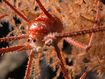 More than 100 new deep sea species discovered