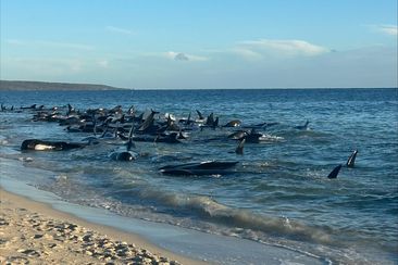 A mass pod of whales have beached themselves at ﻿Toby&#x27;s Inlet near Dunsborough in Western Australia