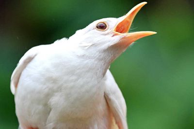 <p>Albino blackbird</p>