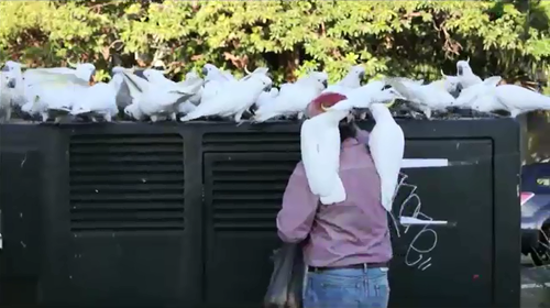 Locals say a Mosman man's habit of feeding the birds has gotten out of hand.