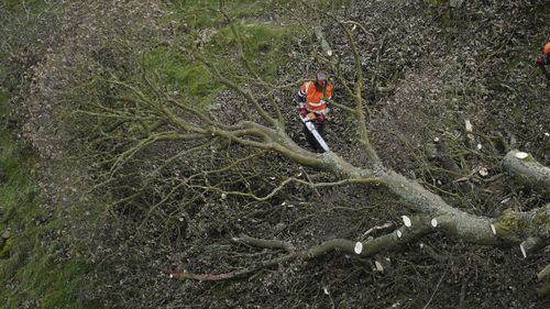 The felled Sycamore Gap tree