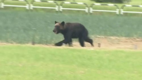 A brown bear runs on a field in Sapporo, northern Japan 