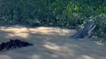 Six-metre saltwater crocodile seen eating juvenile croc during Aussie river cruise 