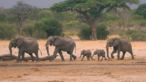 In this Sunday Nov. 10, 2019 file photo a herd of elephants make their way through the Hwange National Park, Zimbabwe, in search of water.