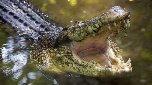A Northern Territory man has been left with amputated and partially amputated toes after a crocodile attack.