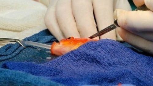 George the goldfish will swim another day after undergoing brain surgery. (Lort Smith Animal Hospital)