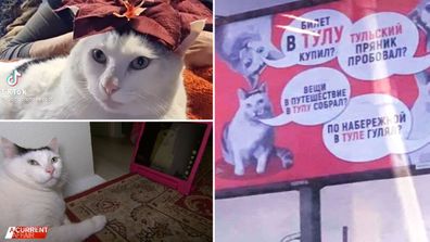 Melbourne cat called Bender becomes international icon.