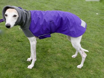 Dogs wearing fashionable clothing at park