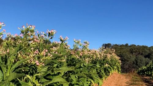 Officials have urged people to look out for fields of tobacco that could look like kale, cabbages or corn.