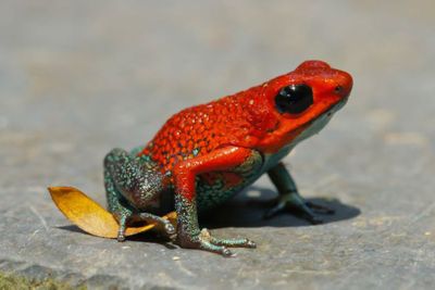 The world's most toxic animals The world's most toxic animals