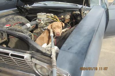 The dog who got stuck in car engine