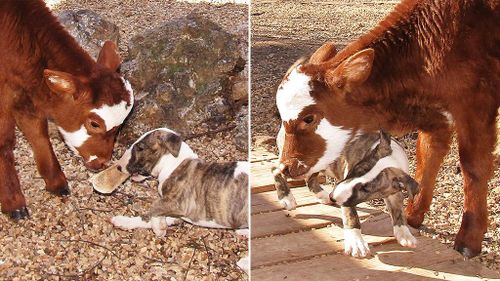 Shelter dogs refuse to stray from adopted miniature cow's side