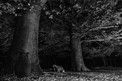 Highly Commended in Black and White Category: Ernst Dirksen | Badgers during a walk at night