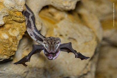 'The bat-snatcher'. Winner - Behaviour: Amphibians and Reptiles