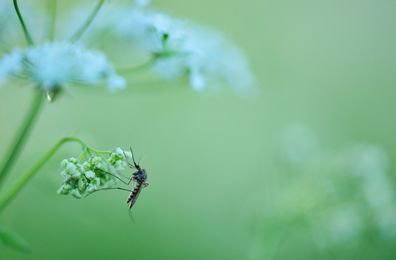 Mosquito on a parsley flower