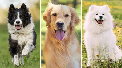 Border Collie, Golden retriever, Samoyed dogs