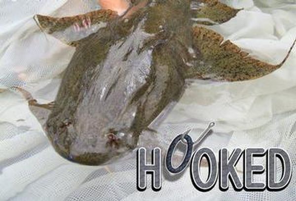 Hooked