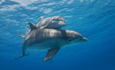 A mother Bottlenose Dolphin swims with her calf close by.