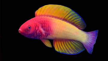 The multicoloured rose-veiled fairy wrasse is found in &#x27;twilight reefs&#x27; off the Maldives.