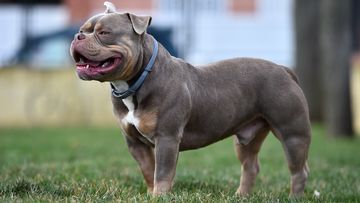 bully dog