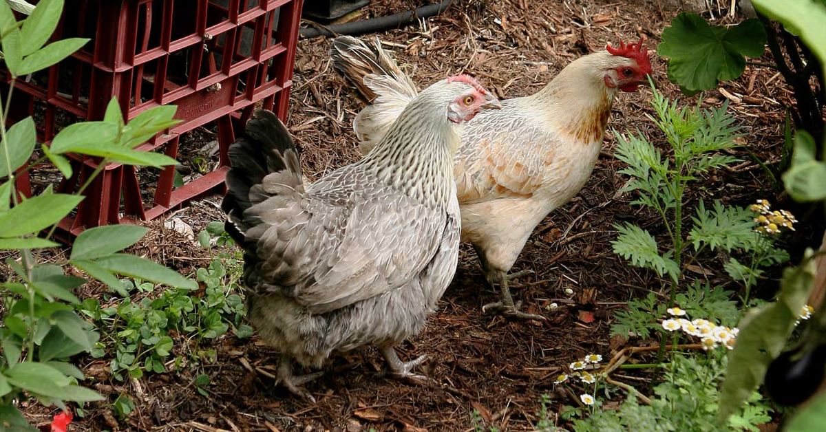 Salmonella outbreak in Queensland linked to backyard chickens