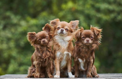 Chihuahua dogs 