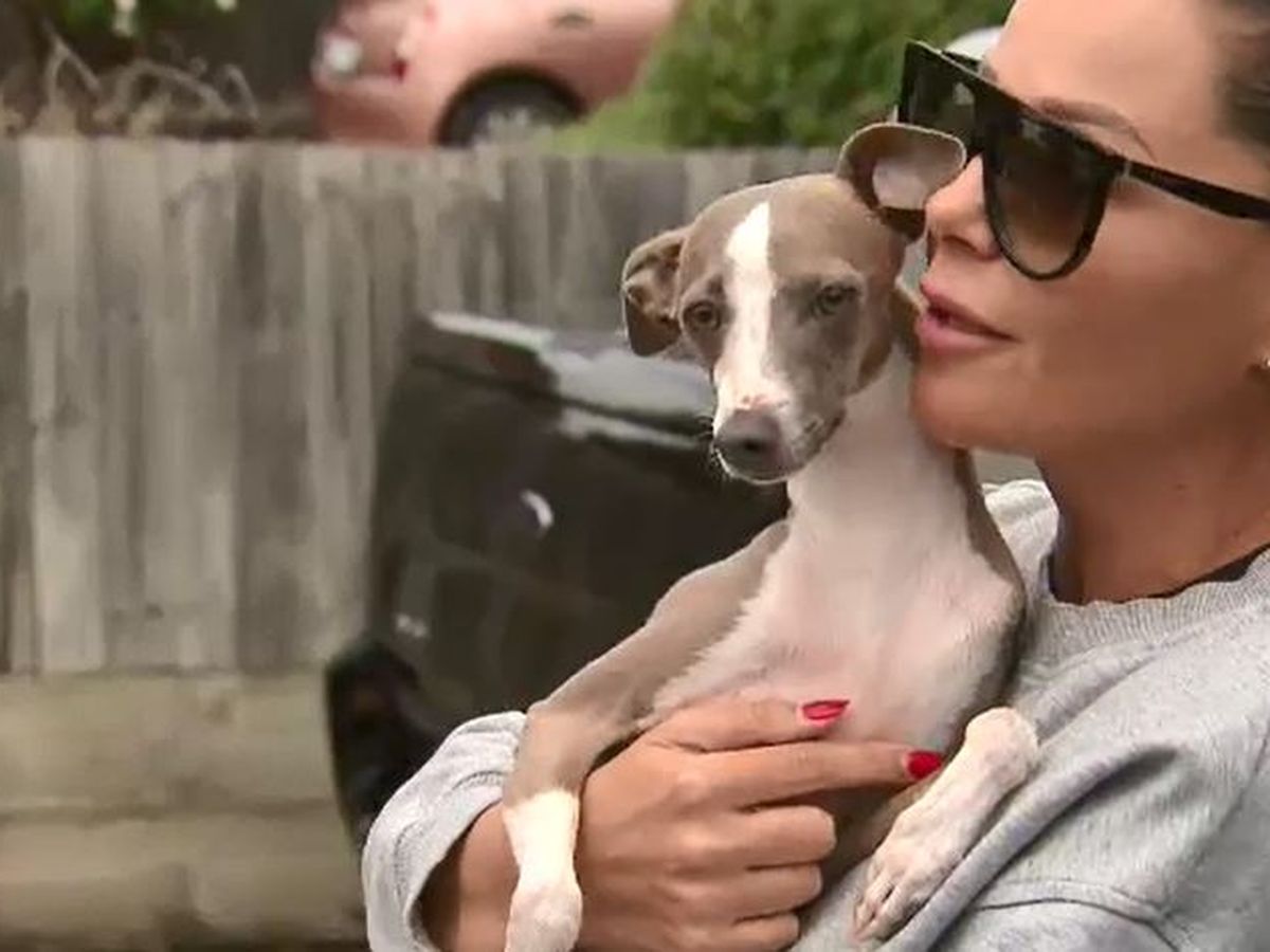 Dog Reunited With Family After Car Smashed Through Family Home