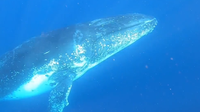 The Government announcement which has scientists concerned about our whales 