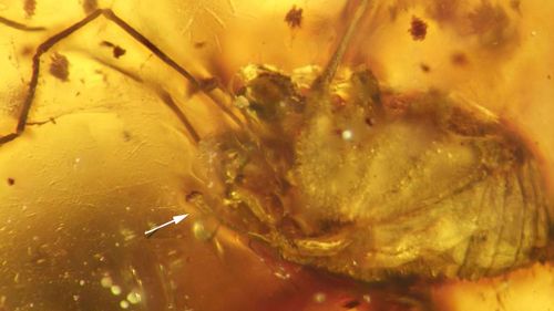 Harvestman fossils preserved in amber. (Jason Dunlop/ The Science Of Nature Journal)