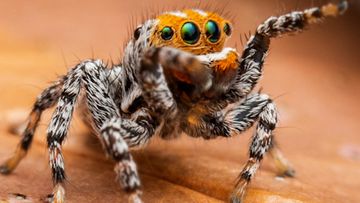 Spider Season In Australia 🇦🇺 🕷😱 #shorts 