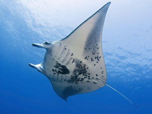 Manta Bay is home to dozens of large Manta Rays that regularly use the cleaning station (AAP)