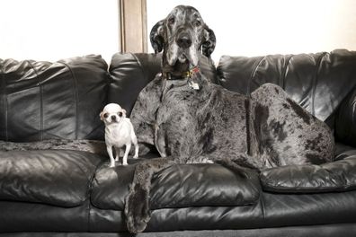 Reggie (left) is the world's tallest dog while Pearl (right) is the world's shortest.