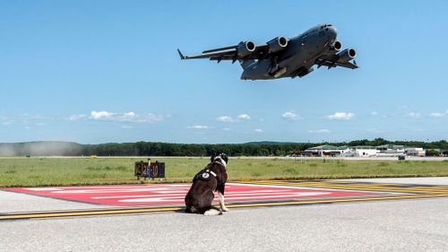 Piper keeps a watchful eye over the aircraft that come through the landing strip. (Airport K9/ Facebook)