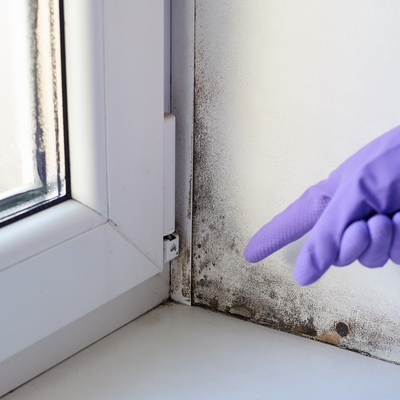 Landlords win compensation from insurer after mould-ridden homes were deemed liveable for tenants