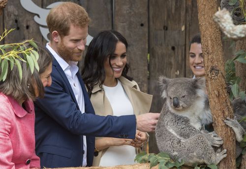 The Duke and Duchess of Sussex meet a koala in Sydney.