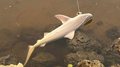 After a brief tussle David Zinn, from Port Saint Lucie in Florida, brought his catch to shore. He was shocked to see it was a baby bull shark. 