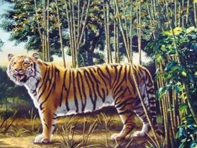 Can you spot the 'Hidden Tiger' in this picture?