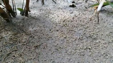9RAW: Swarm of worms wriggle on forest floor