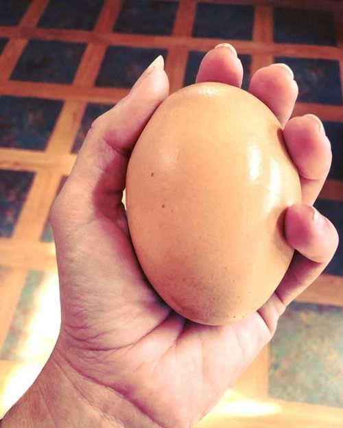 The egg was the size of an adult palm. (Image: Stockman's Eggs)