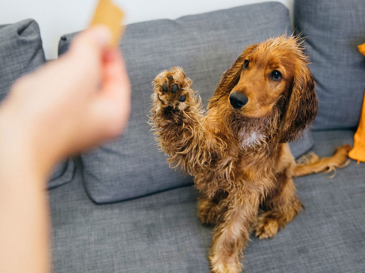 Ways To Entertain Your Dog While You're Away - Duvall Veterinary Hospital