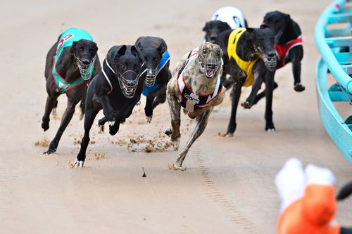 Greyhound racing