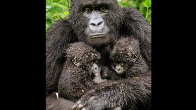 A mountain gorilla poses with her twins in Rawanda. Photo: Diana Rebman, USA. Click through to see more amazing photos.