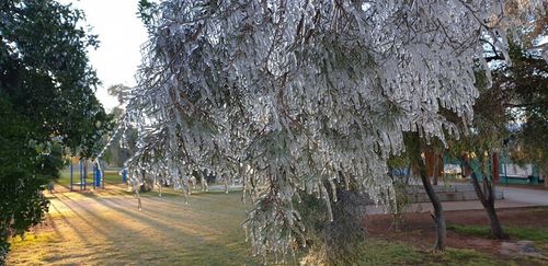 Those trees at Ross Park Primary School in Alice Springs that weren't coated in icicles had a thick cover of frost creating a winter wonderland effect.  