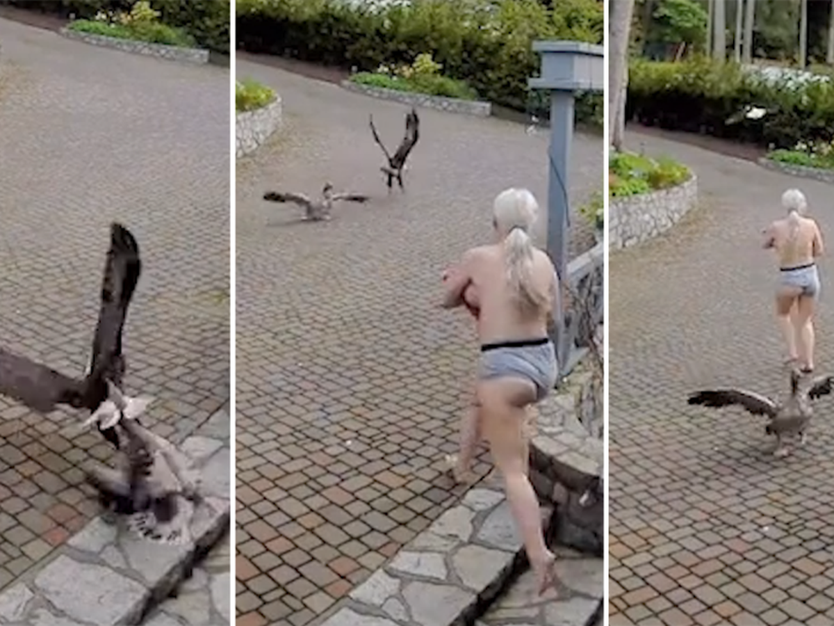 Mum Life: Security video captures mum mid-breastfeed fending off eagle  attacking her pet goose - 9Honey