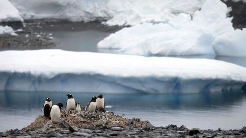 In this 2015 file photo, Gentoo penguins stand on rocks near the Chilean station Bernardo O'Higgins, Antarctica. 