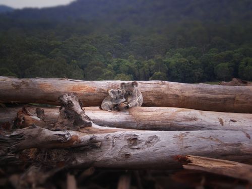 Koala mother and joey seeking refuge on a bulldozed logpile, near Kin Kin Queensland.