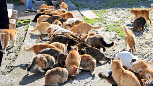 Cat island in Japan tweets plea for cat food and gets more than they can store